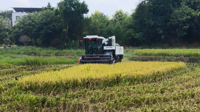 XR720跨区水稻机，高效作业促丰登